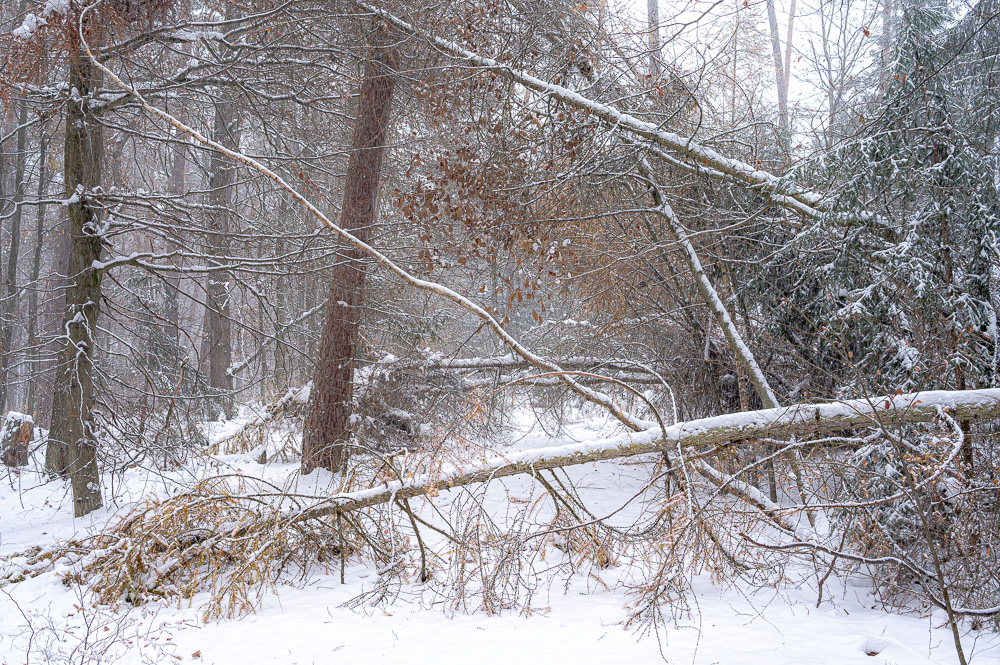 Waldweg weg
