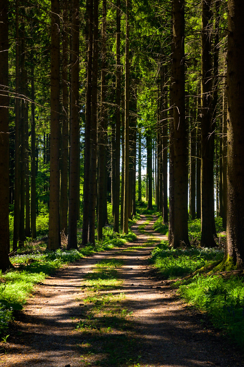 Waldweg