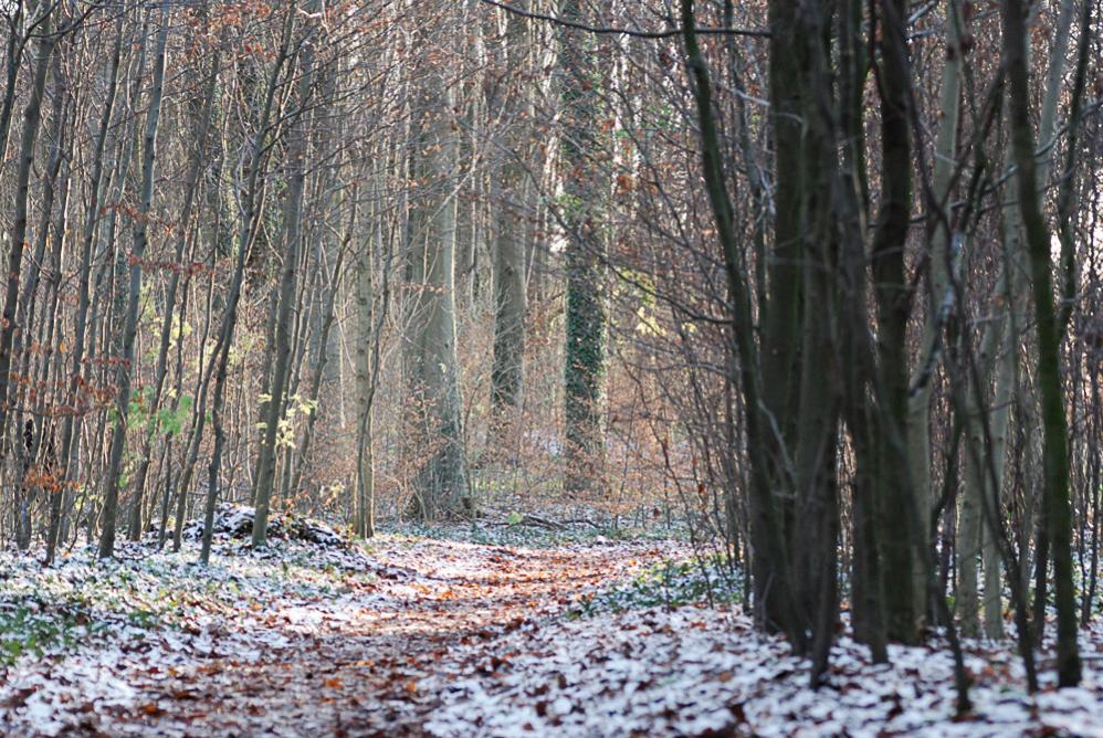 waldweg