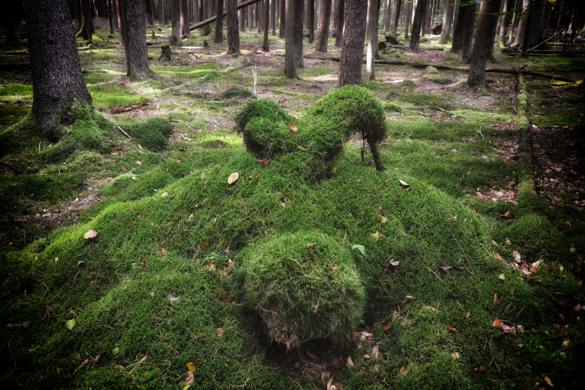 waldwesen