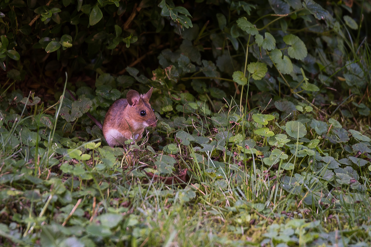 Walmaus (1 von 6).JPG