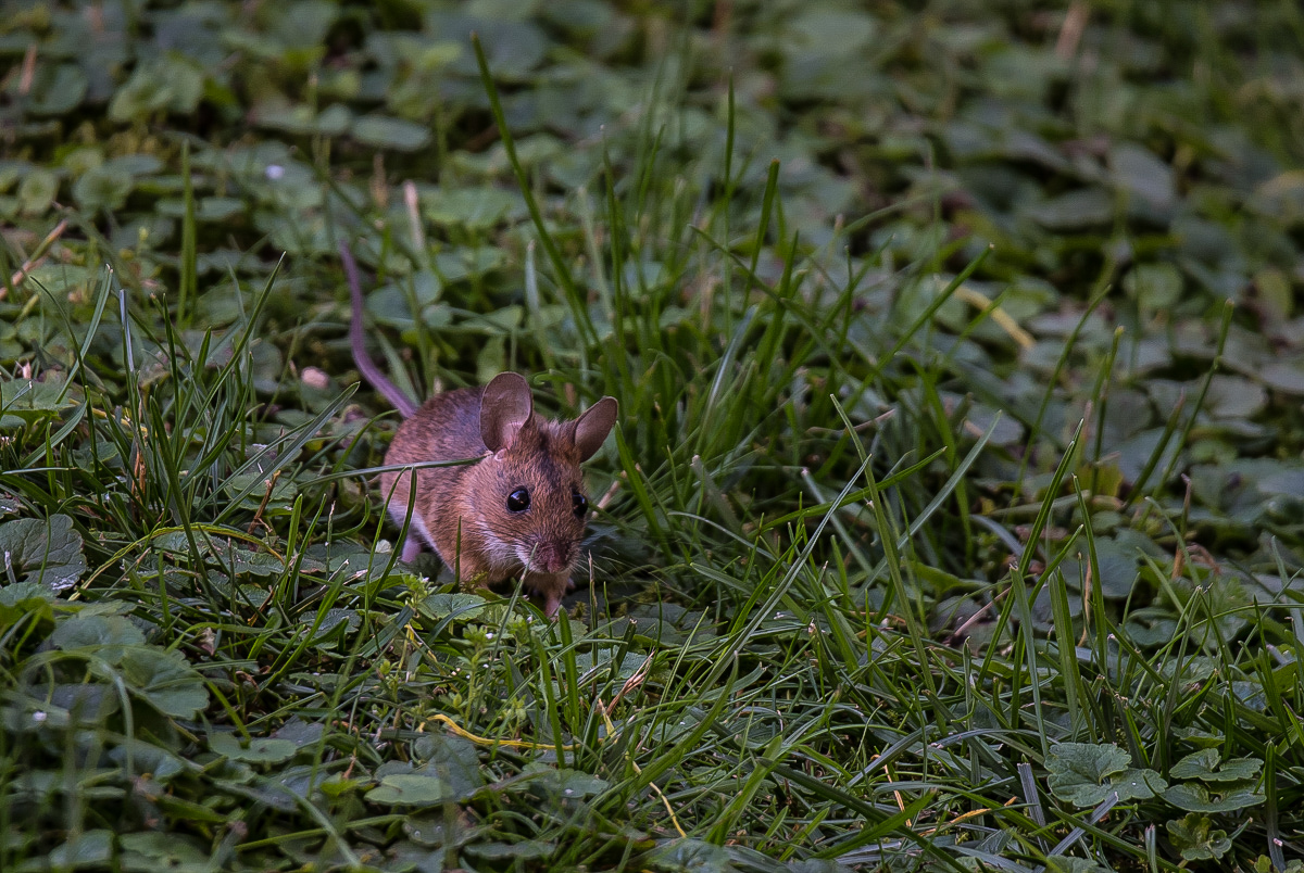 Walmaus (2 von 6).JPG