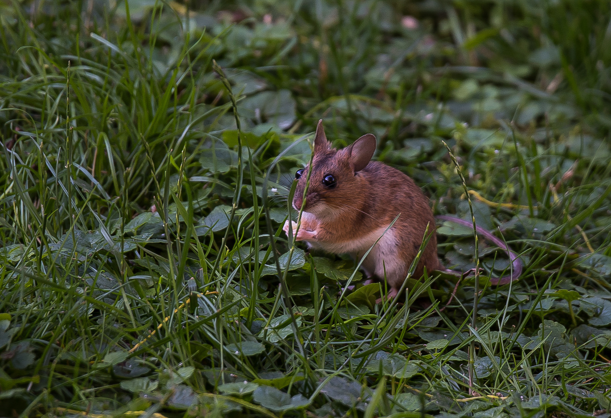 Walmaus (3 von 6).JPG