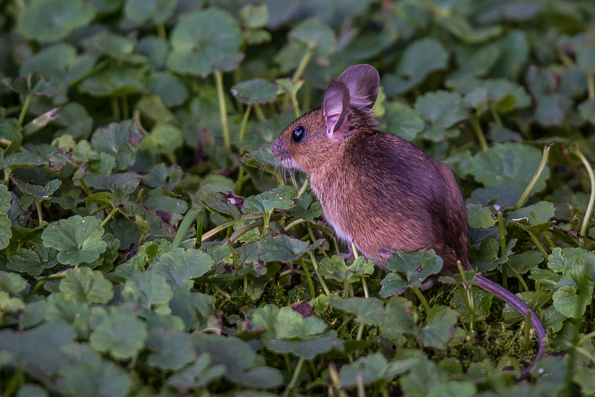 Walmaus (6 von 6).JPG