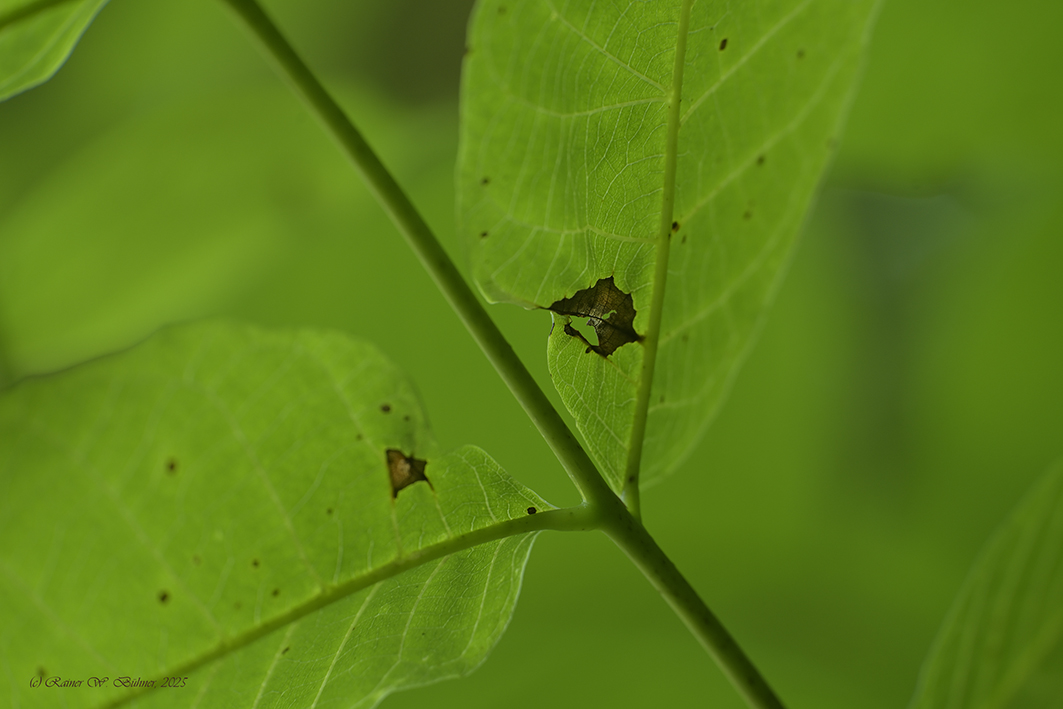 Walnuss_Blatt_DSC0872_18x12x150.jpg