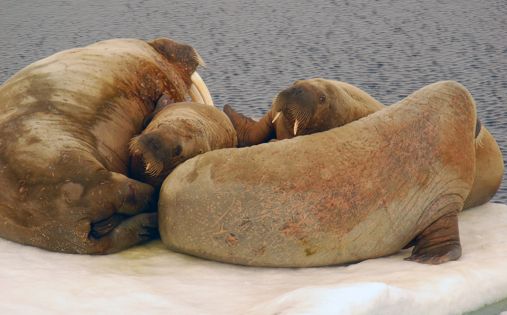 Walrosse im Franz Josef Land