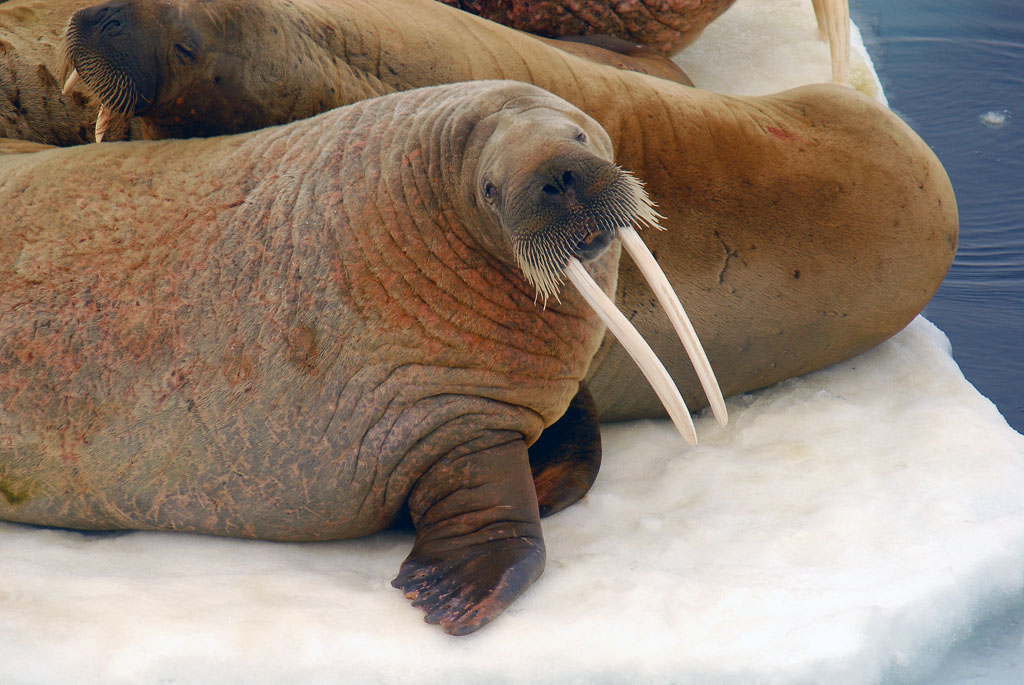 Walrosse im Franz Josef Land