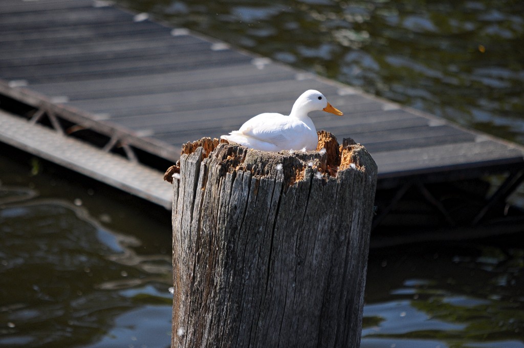 Wannsee 2010 Juni 2