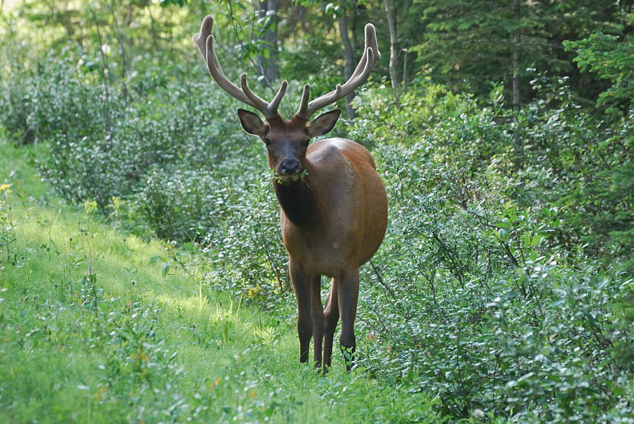 Wapiti 70 300