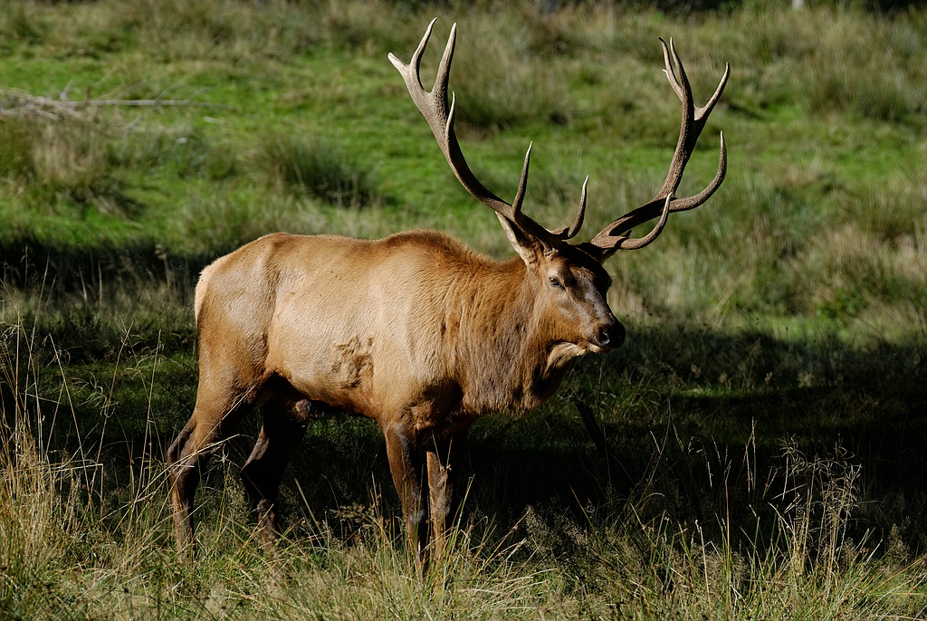 Wapiti / Elk I
Tierpark Sababurg 09/2015