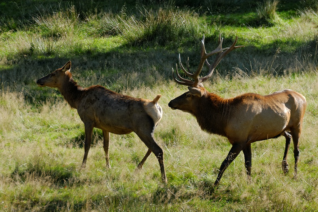 Wapiti / Elk II
Tierpark Sababurg 09/2015