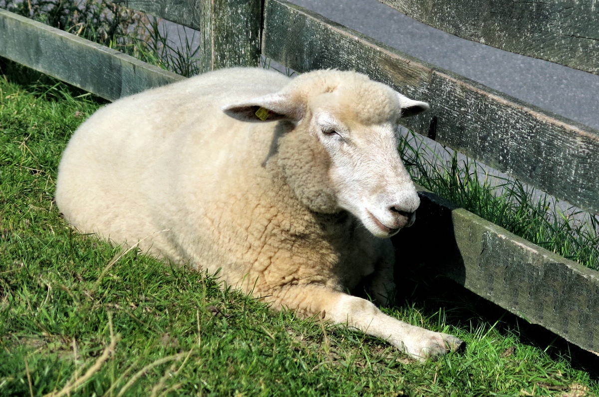 Warten auf den Schatten.jpg