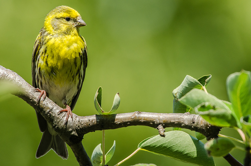 Wartender Girlitz

Heute, 15° 06;

Sigma AF APO 5,6/800mm D EX HSM + Kenko Teleplus pro 300 DGX 1,4x, Nikon D7000; 

ISO 640, 1/250", -0,3 EV, Stativ;