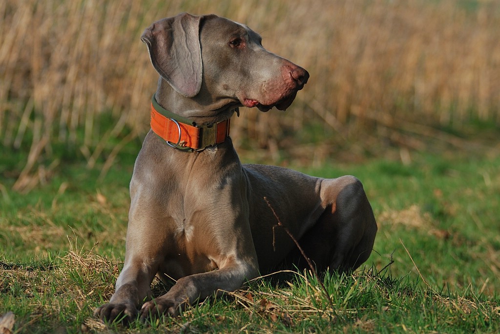 wartender Jagdhund