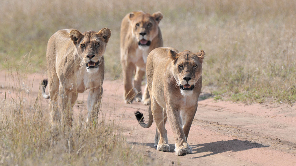 Warum über die Wiese laufen, wenn es eine Straße gibt?
3 Löwinnen bei Wandamu Kopjes, Serengeti
5381