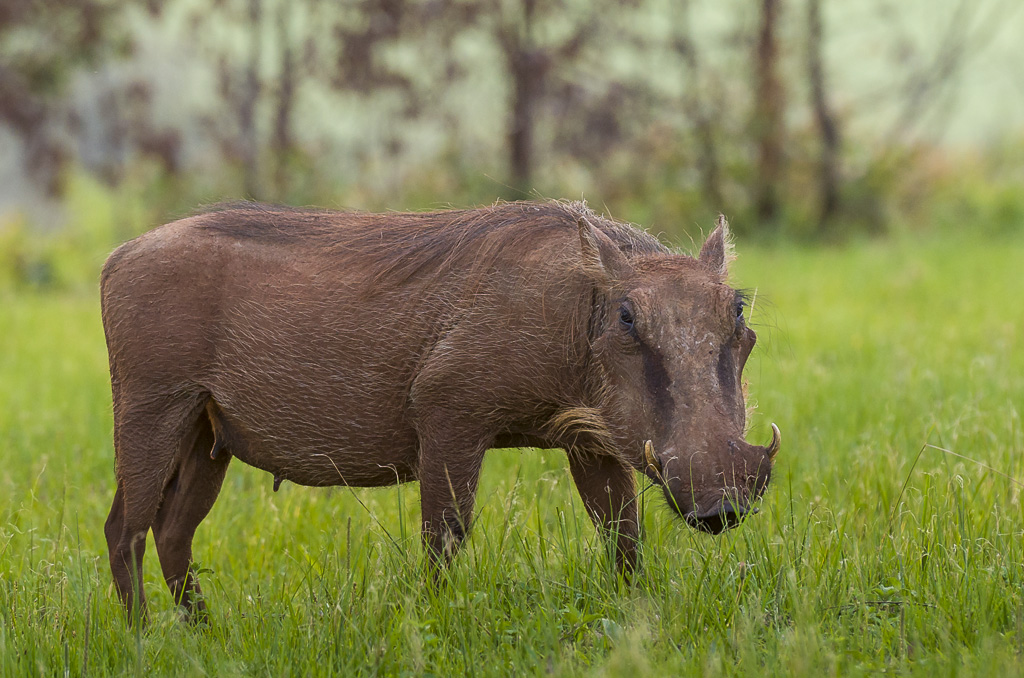 Warzenschwein (Mlilwane Wildlife Sanctuary, Swaziland)