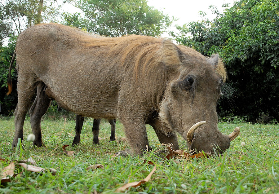 Warzenschwein
Murchison Falls NP, Red Chili Camp
(0393)