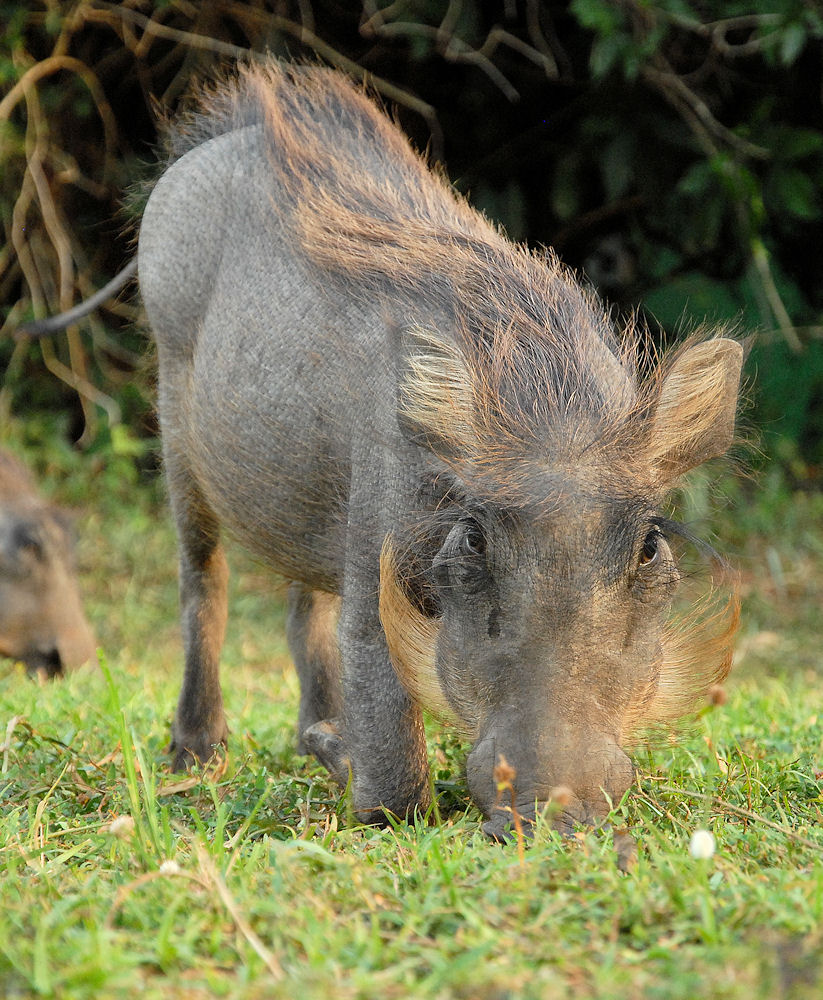 Warzenschwein
Murchison Falls NP, Red Chili Camp
(0422)
