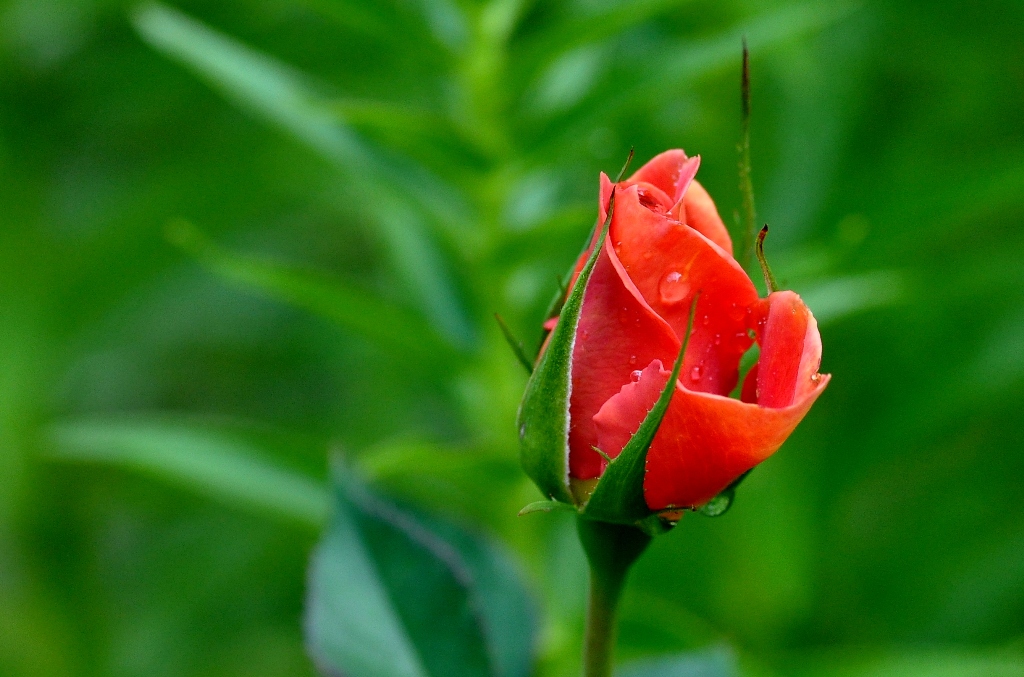 was der Garten hergibt