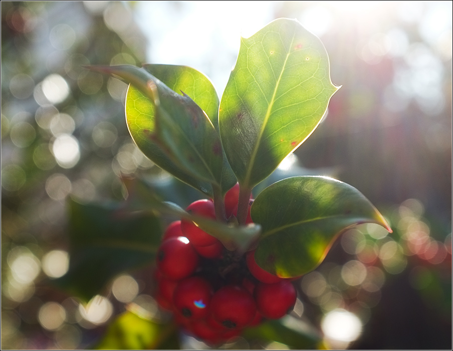 was ist bokeh