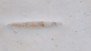 Was ist das.20111110a