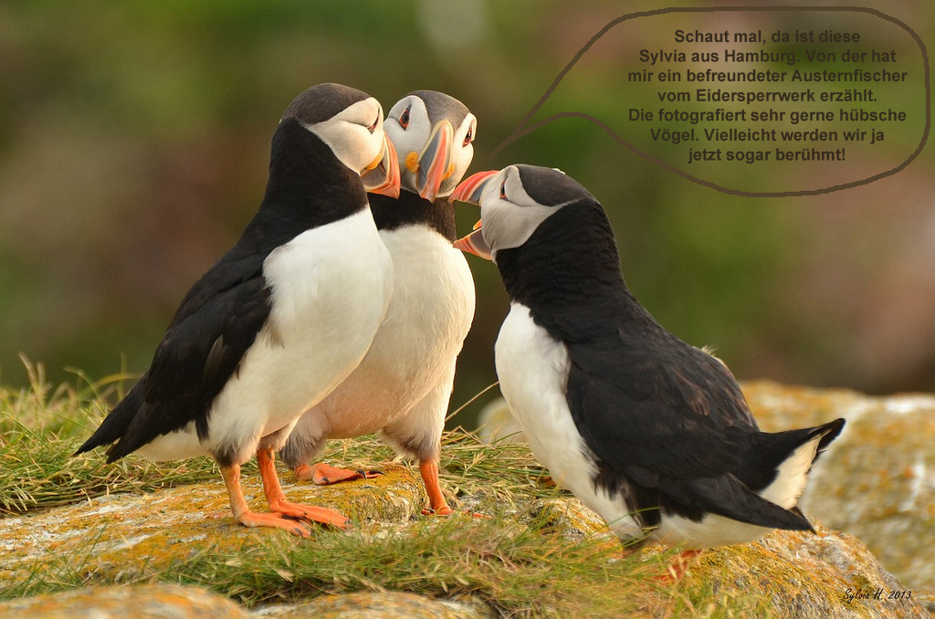 Was Sylvias Puffins wirklich denken...