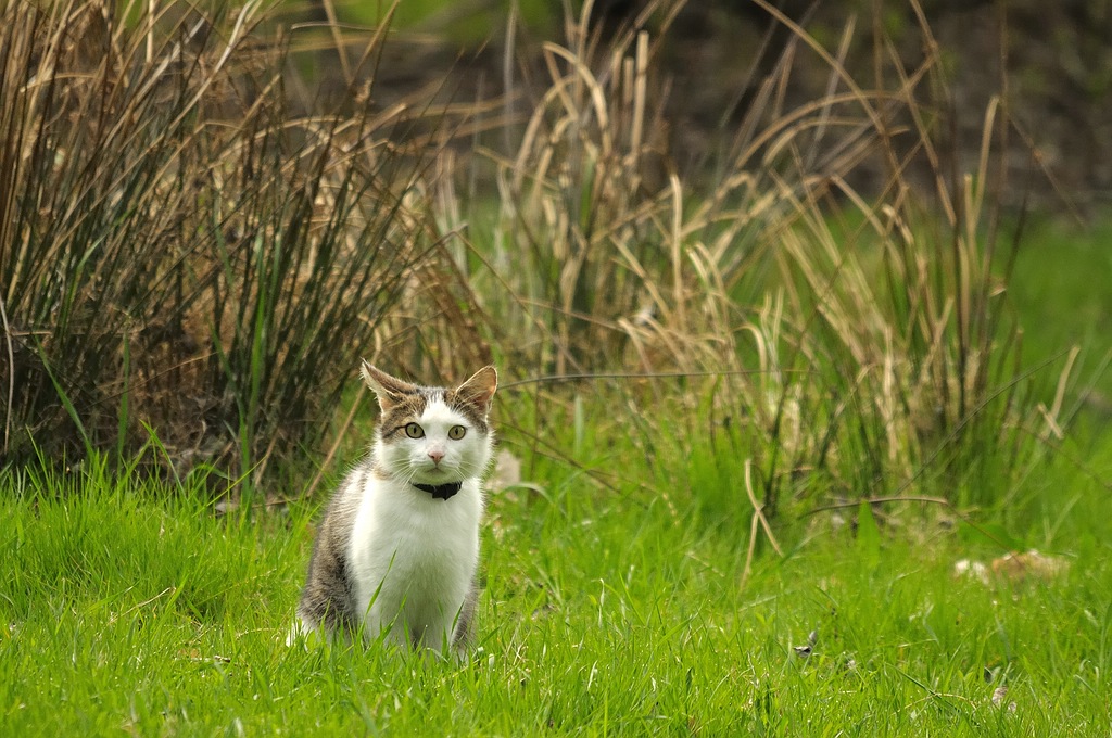 was will der hier

Erster Versuch mit Sigma 150-500 OS, Freihand