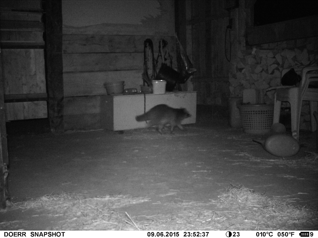 Waschbär#1