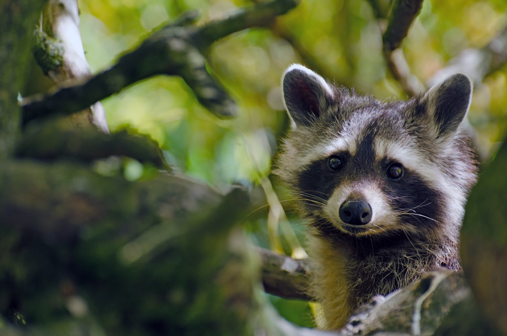 Waschbär 2