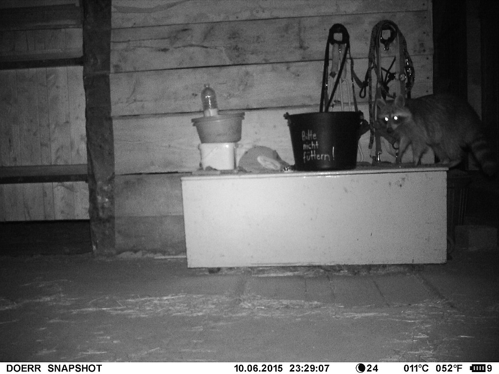 Waschbär#2