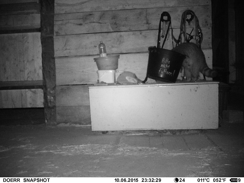 Waschbär#3