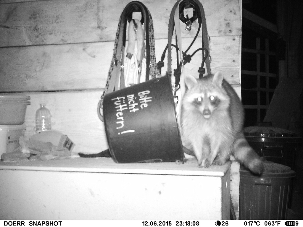 Waschbär#5