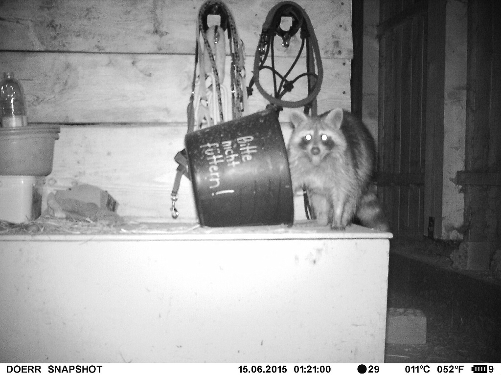 Waschbär#6
