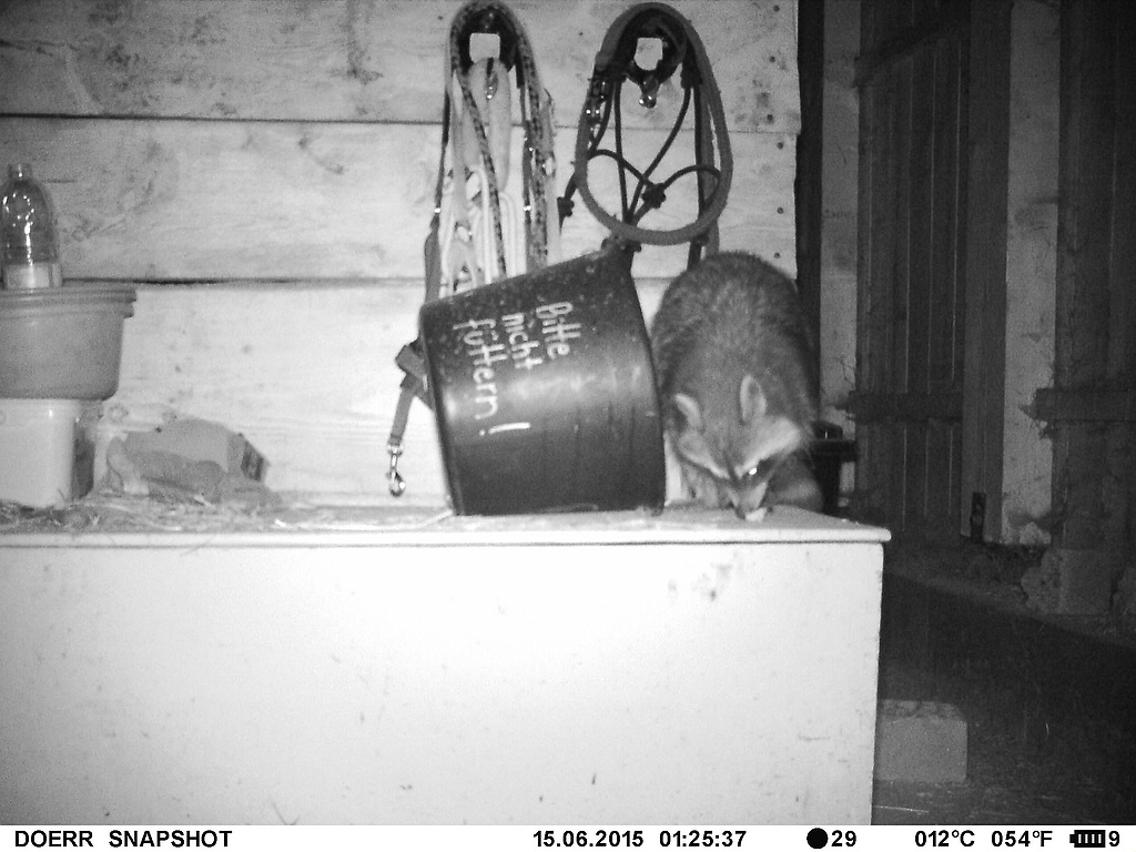 Waschbär#7