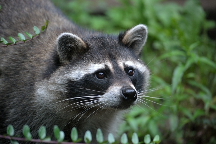 Waschbär