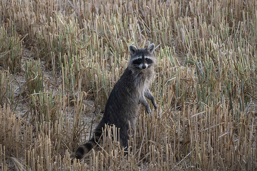 Waschbär