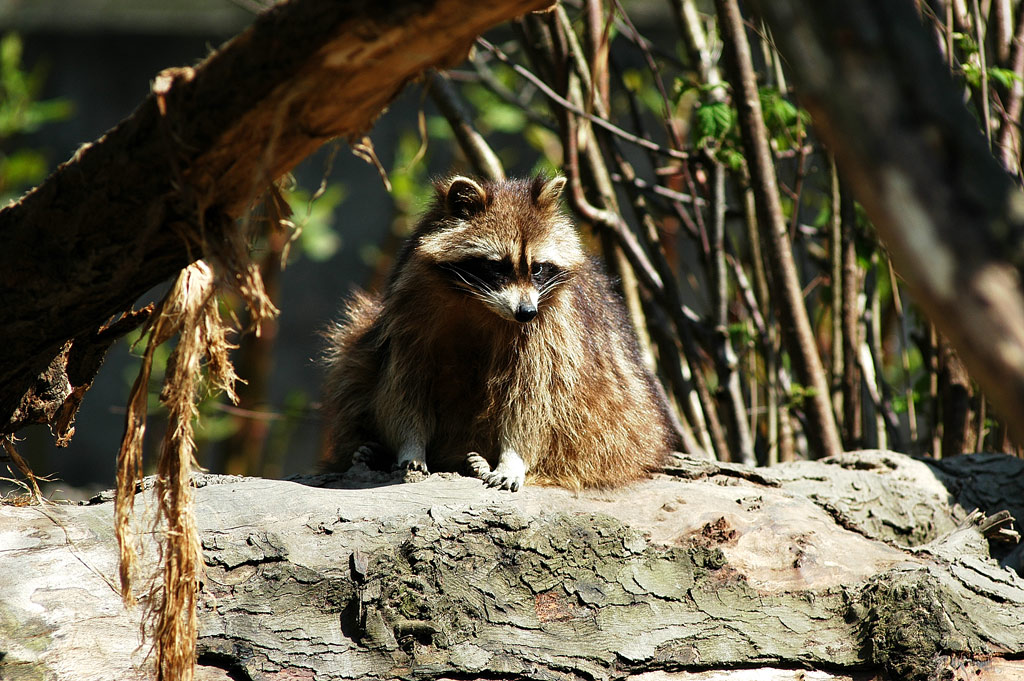Waschbär
