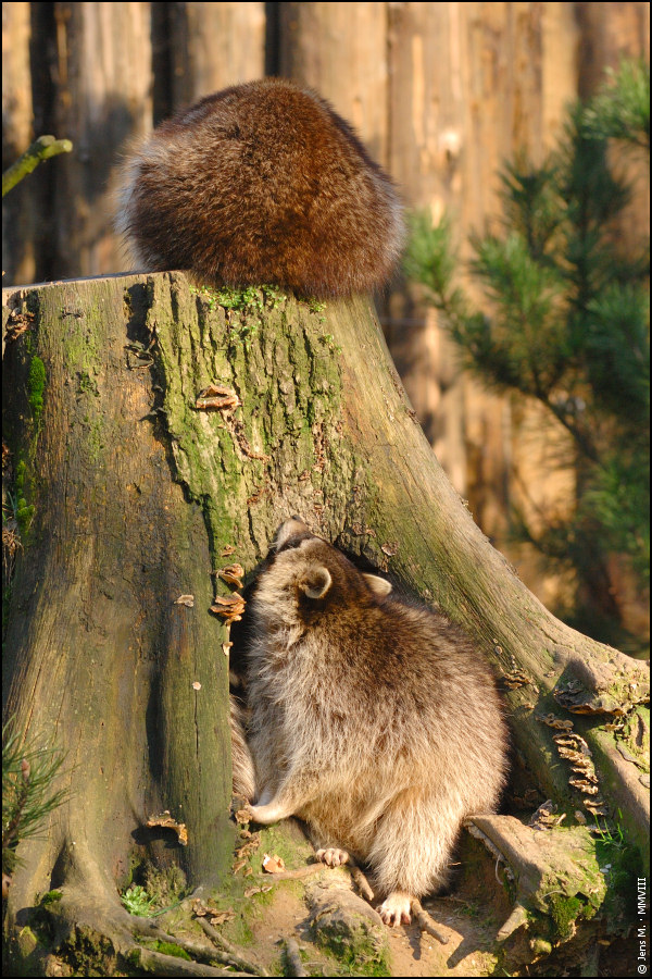 Waschbären 01a