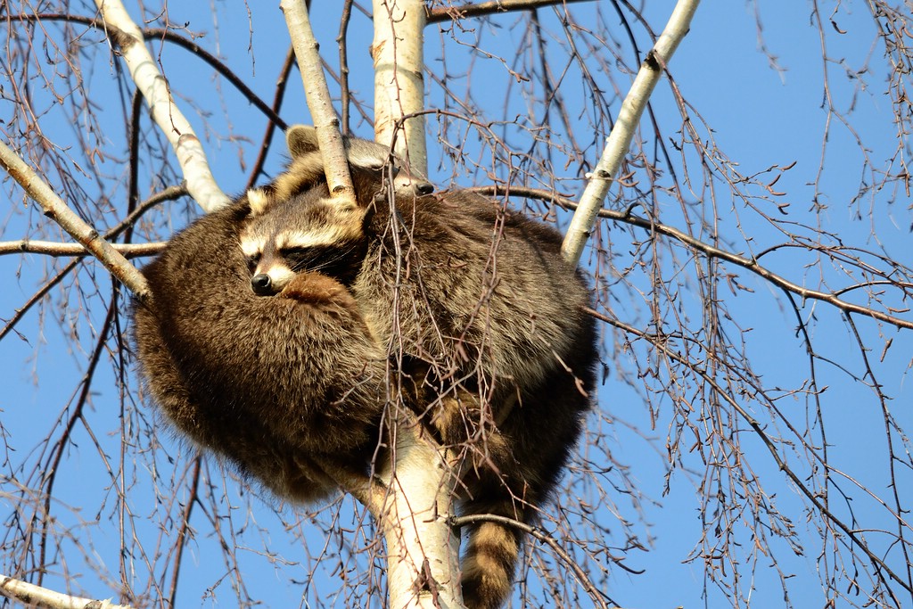 Waschbären Waschbären