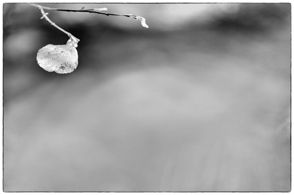Wasser PZ14897