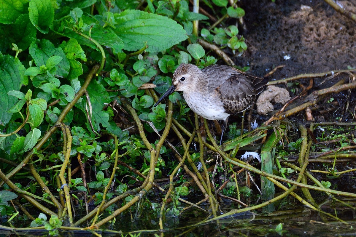 Wasseramsel 74547