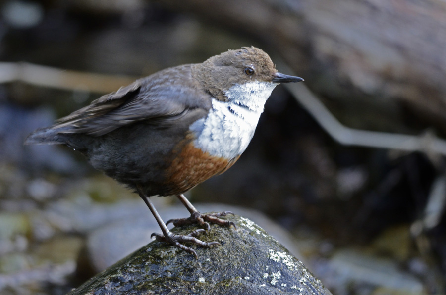 Wasseramsel bei der Gefiederpflege