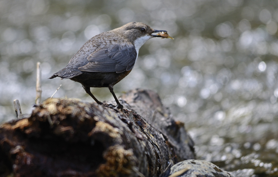 Wasseramsel mit Koppe