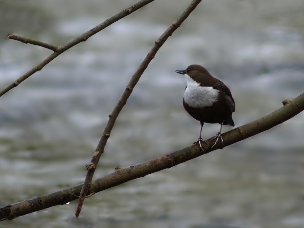Wasseramsel