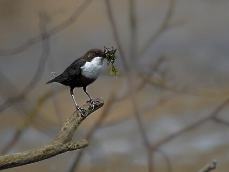 Wasseramsel