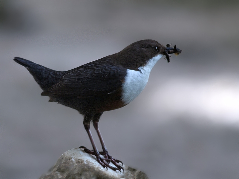 Wasseramsel