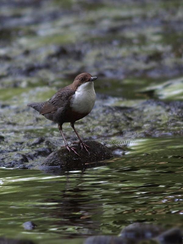 Wasseramsel