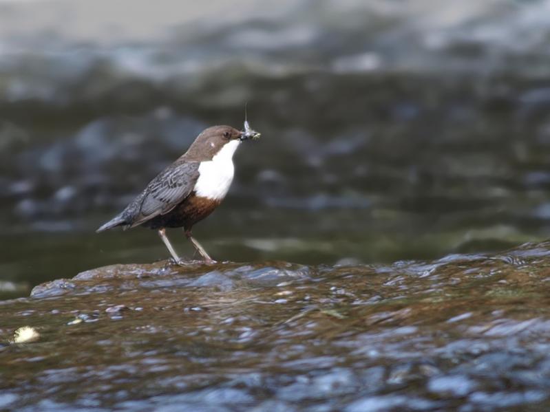 Wasseramsel