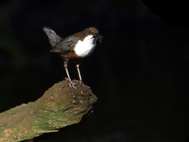 Wasseramsel