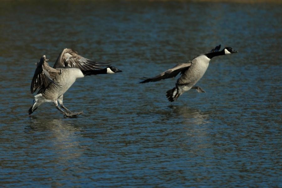 Wasserballett